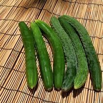 【自然栽培】固定種 ときわ地這胡瓜＋神田四葉胡瓜★農薬・肥料不使用｜きゅうり 2kg以上 果物や野菜などのお取り寄せ宅配食材通販産地直送アウル