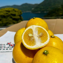日向夏（家庭用・5Kg） 日向夏（家庭用・5Kg箱込） 果物や野菜などのお取り寄せ宅配食材通販産地直送アウル