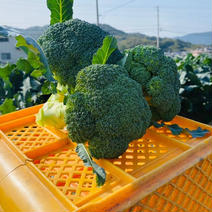 香川県産 冬ブロッコリー ルミナス🥦 ブロッコリー6個（80サイズ） 果物や野菜などのお取り寄せ宅配食材通販産地直送アウル