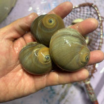 つぶ貝、2k入り 2k 果物や野菜などのお取り寄せ宅配食材通販産地直送アウル
