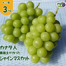 【カナダ人農園主の真心を込めた】シャインマスカット約3ｋｇ シャインマスカット約３ｋｇ 果物や野菜などのお取り寄せ宅配食材通販産地直送アウル