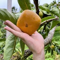 渋柿（果物＞柿）の産地直送商品一覧（通販・お取り寄せ）-産直アウル