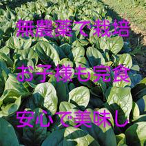 浅野農園の無農薬ほうれん草1kg 1kg 果物や野菜などのお取り寄せ宅配食材通販産地直送アウル