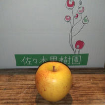 【甘系の最高峰】サンはるか3kg箱 約2.7~3.3kg(9~12玉) 果物や野菜などのお取り寄せ宅配食材通販産地直送アウル