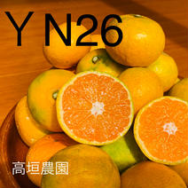 極早生YN26みかん3k 3kg 果物や野菜などのお取り寄せ宅配食材通販産地直送アウル