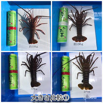 訳あり　千葉県産　活伊勢海老　550-600ｇ×2匹 活伊勢海老　550-600ｇ×2匹 果物や野菜などのお取り寄せ宅配食材通販産地直送アウル