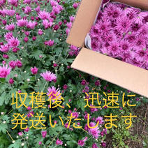 食用菊『かきのもと』☆シャキシャキ食感味わってみて〜☆【1キロ】 1kg 果物や野菜などのお取り寄せ宅配食材通販産地直送アウル