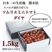 【父の日】【極み】①食べ出したら止まらない！ソムリエミニトマト　ダイヤ1.５kg（90玉から150玉） 1.5kg 果物や野菜などのお取り寄せ宅配食材通販産地直送アウル