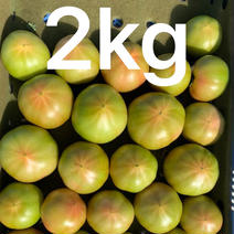 [お試し価格]採れたて訳ありトマト2キロ 箱込みで２キ以内です！ 果物や野菜などのお取り寄せ宅配食材通販産地直送アウル