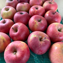 サンふじ（果物＞りんご）の産地直送商品一覧（通販・お取り寄せ