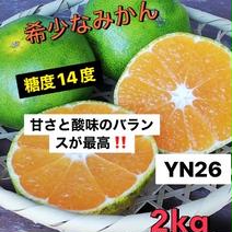 和歌山　希少なみかん　YN26 2kg 2kg 果物や野菜などのお取り寄せ宅配食材通販産地直送アウル