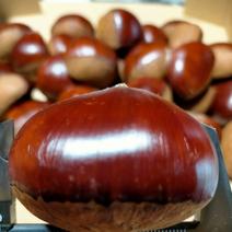 幻の高級和栗　利平栗　約５キロ　２L 大粒 5キロ 果物や野菜などのお取り寄せ宅配食材通販産地直送アウル