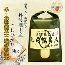 【新米R5年産】お米ソムリエが作る 丹波篠山産こしひかり 10kg 白米：10㎏(5㎏×2) 果物や野菜などのお取り寄せ宅配食材通販産地直送アウル