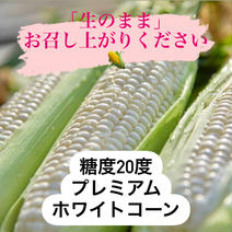 ●がぶりつき推奨●生のまま！糖度20度！まるでスイーツ！プレミアムホワイトコーン🌽3kg(10本程度) 3kg(10本程度) これぞ産直！そのまま生でかぶりつきたい夏野菜特集 通販