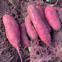 べにはるかの産地直送食材一覧（通販・お取り寄せ）-産直アウル