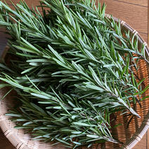 無農薬ローズマリー　1kg 1kg 果物や野菜などのお取り寄せ宅配食材通販産地直送アウル