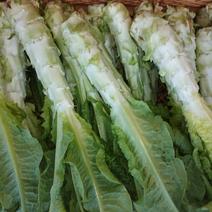 コリコリ食感！ひぐらし農場の『茎レタス（ステムレタス）』 4g以内 果物や野菜などのお取り寄せ宅配食材通販産地直送アウル
