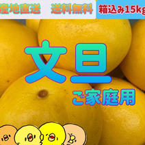▲本州、四国、九州のみ発送可▲ 愛媛産　※文旦※【ご家庭用】15kg 15kg 果物や野菜などのお取り寄せ宅配食材通販産地直送アウル