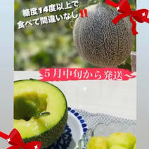 【アウルの日５】【５月30日頃発送予定】旬屋OKADAの甘〜〜いアムスメロン 一玉950g〜1.6kg位で一箱に５玉入りになってます！大きさは一定ではございません(^^) 果物や野菜などのお取り寄せ宅配食材通販産地直送アウル