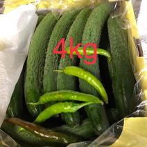 4kg・四葉きゅうり曲がり果 4ｋｇ 果物や野菜などのお取り寄せ宅配食材通販産地直送アウル