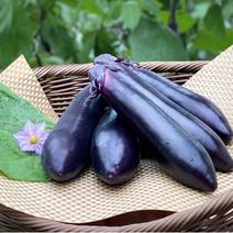 無農薬　筑陽なす　秀品　約5キロ　有機肥料栽培　なすび　茄子 約5キロ 果物や野菜などのお取り寄せ宅配食材通販産地直送アウル