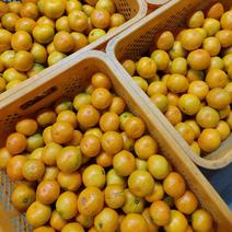 有田みかん【ゆら早生】小粒小玉　2kg(箱込)　送料込み 2kg(箱込) 果物や野菜などのお取り寄せ宅配食材通販産地直送アウル