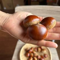 栗の産地直送食材一覧（通販・お取り寄せ）-産直アウル