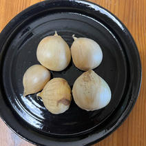 ジャンボにんにく　小さめ 当園のジャンボの中で「小さめ」商品 果物や野菜などのお取り寄せ宅配食材通販産地直送アウル