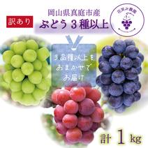 W3M-2 花笑み農園　訳あり『ブドウ3種以上MIX』2kg【9/16～順次発送】 2kg 果物や野菜などのお取り寄せ宅配食材通販産地直送アウル