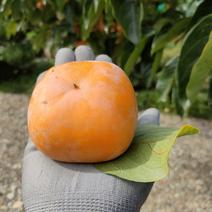 ご家庭用 ひらたねなし柿(渋抜き済) 低農薬 約2kg　約14個 果物や野菜などのお取り寄せ宅配食材通販産地直送アウル