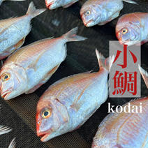 お家で本格鯛めし★小鯛(春子)の干物小鯛8P 小鯛8P 果物や野菜などのお取り寄せ宅配食材通販産地直送アウル