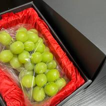 かずちゃん農園の1房７００g以上の甘さ抜群のシャインマスカット ７００g 新規就農者を応援！元アスリートの農家デビューに密着！師匠のシャインマスカットはどこのものよりも美味しい 通販