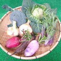 季節野菜おまかせセット　各種農薬不使用（無農薬） 季節ごとの野菜約5～7種 お試しに最適な食材集めました♪ 通販