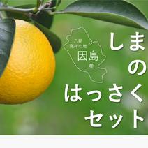 【ギフト用】しまのはっさく食べ比べセット(中) 約8kg 果物や野菜などのお取り寄せ宅配食材通販産地直送アウル