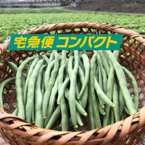 【全国送料一律】袖ケ浦産ハウスいんげん！ 800g  果物や野菜などのお取り寄せ宅配食材通販産地直送アウル