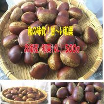 サラダのきもち様　生栗　10キロ 楽天市場】生栗 10kgの通販