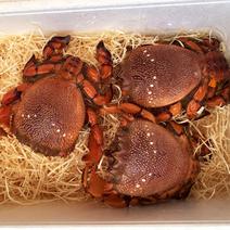 【２㎏】宮崎県産アサヒガニ　活き生冷凍 ２㎏　(７匹～10匹) 果物や野菜などのお取り寄せ宅配食材通販産地直送アウル