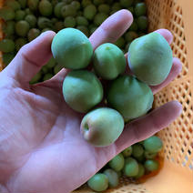 【期間限定】【梅郷】梅の香り　我夢舎羅村 5キロ 果物や野菜などのお取り寄せ宅配食材通販産地直送アウル