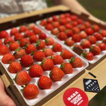 朝採れ当日発送！35玉6パック！夏秋いちご　青森県産　すずあかね　苺　夏いちご 35玉6パック 果物や野菜などのお取り寄せ宅配食材通販産地直送アウル