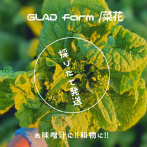 【農家直送】たっぷり菜花／宅急便コンパクトにいっぱい 約400g以上 果物や野菜などのお取り寄せ宅配食材通販産地直送アウル