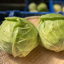 訳あり！三浦産あまだまキャベツ 約4.5kg 果物や野菜などのお取り寄せ宅配食材通販産地直送アウル