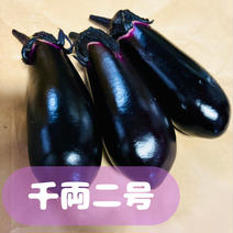 【茄子】千両二号🍆1.8kg(10〜12本) 1.8kg(10〜12本) 果物や野菜などのお取り寄せ宅配食材通販産地直送アウル