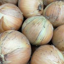 訳あり 淡路島産たまねぎ 10kg タマネギ玉葱オニオンonion 大きさがバラバラですが、15から18玉くらい入っています。 果物や野菜などのお取り寄せ宅配食材通販産地直送アウル