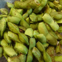 丹波黒大豆の枝豆（固定種）バラ莢３００ｇ【１０月１５日頃から順次出荷】 １.２ｋｇ （300gｘ４袋） 果物や野菜などのお取り寄せ宅配食材通販産地直送アウル