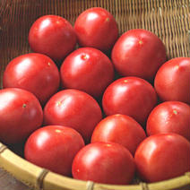 髙林農園の大玉トマト4kg 4kg 果物や野菜などのお取り寄せ宅配食材通販産地直送アウル