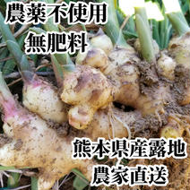 新生姜 10kg 農薬栽培期間中不使用･無肥料 熊本県産 露地 10kg(箱込み) 果物や野菜などのお取り寄せ宅配食材通販産地直送アウル