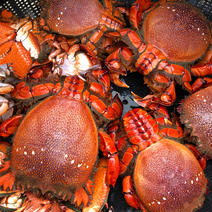 【お買い得アサヒガニセット】大、中、小混ざり　2kg 生冷凍 大、中、小アサヒガニ　２kg 果物や野菜などのお取り寄せ宅配食材通販産地直送アウル