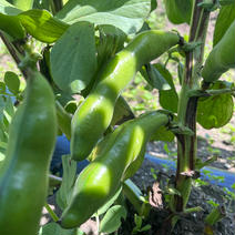 無農薬そら豆（打越一寸）2kg 2kg（箱の重さ含む） 果物や野菜などのお取り寄せ宅配食材通販産地直送アウル