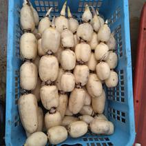 茨城県産 れんこん 3キロ　クール発送　白　蓮根 れんこん 3キロ 果物や野菜などのお取り寄せ宅配食材通販産地直送アウル