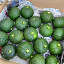 徳島県のつるぎ青柚子 1キロ（15〜18個前後） 果物や野菜などのお取り寄せ宅配食材通販産地直送アウル